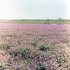 この広い野原いっぱい咲く花をあなたにあげる、だから…