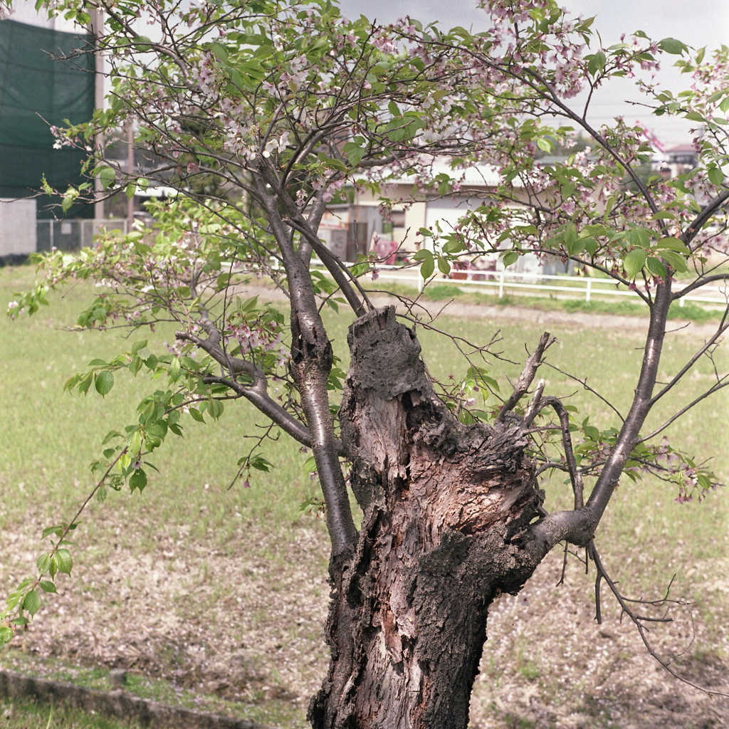 老いらくの花