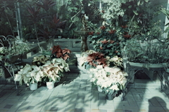 温室の花、ではなく葉ですねぇ？？？