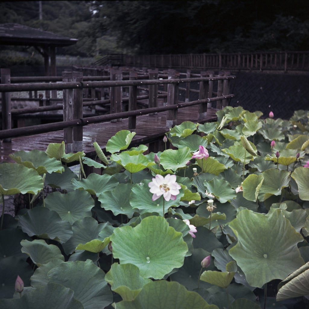 桟橋と蓮池