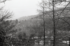 モノクロームな雪の植物園　Ⅱ