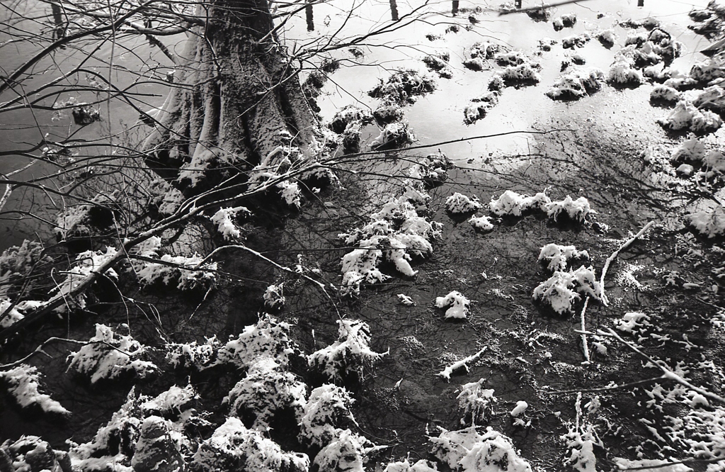 2022年1月14日植物園での写真日記　NO.3