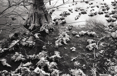 2022年1月14日植物園での写真日記　NO.3