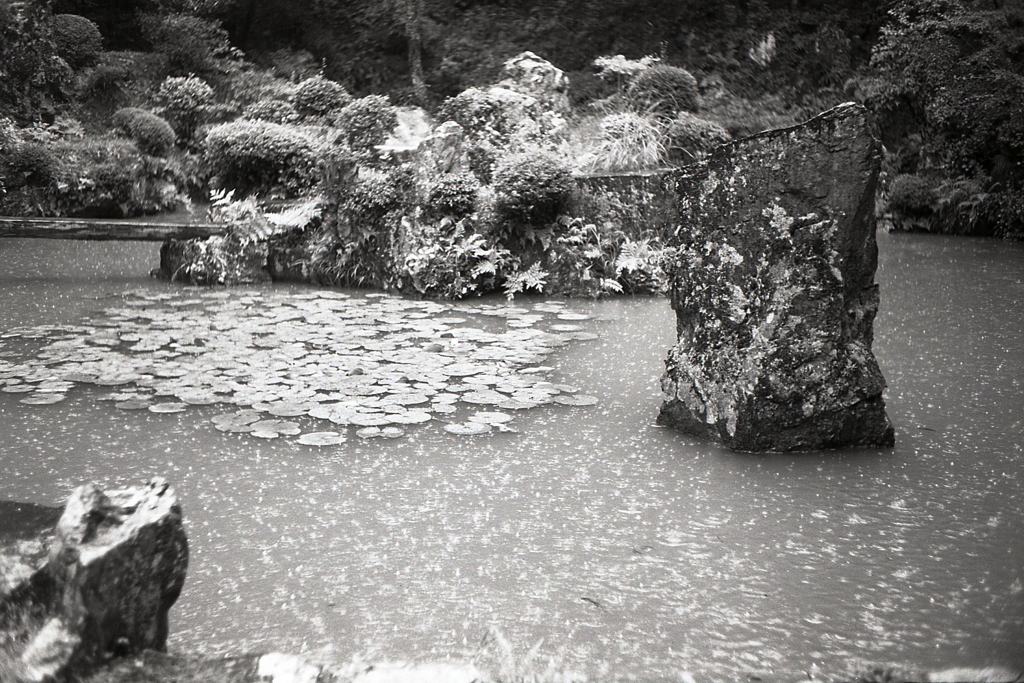 雨粒の内々庭園