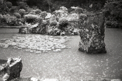 雨粒の内々庭園