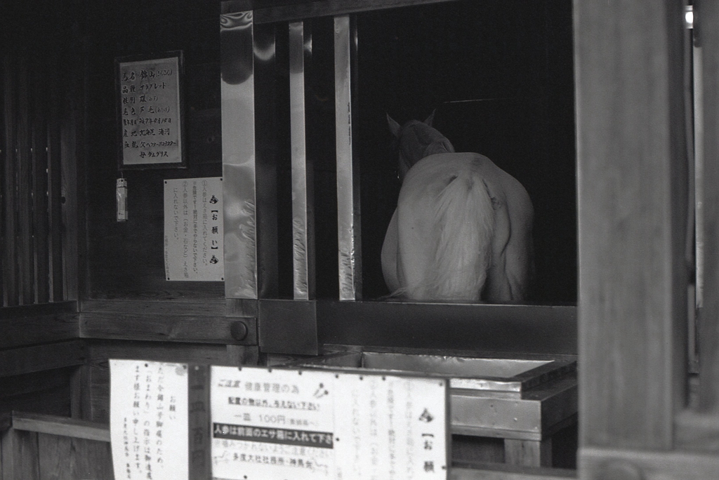 多度大社の白馬