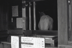 多度大社の白馬