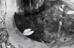 参道途中の水飲み場