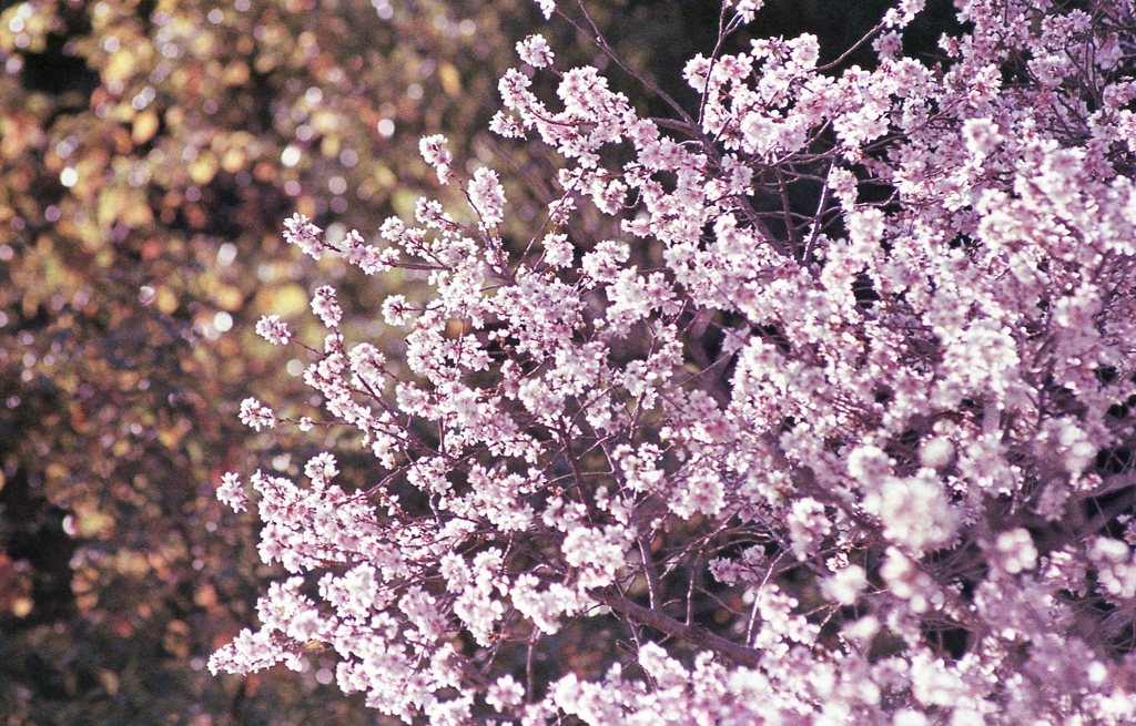 小牧山の冬桜Ⅲ