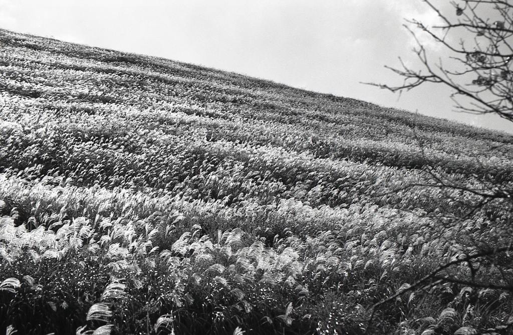 山肌のすすきは美しいね。