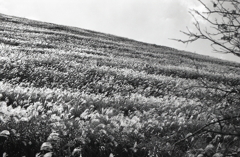 山肌のすすきは美しいね。