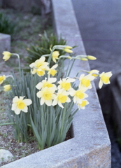 黄色い花は何の花だったっけ？（苦笑