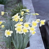 黄色い花は何の花だったっけ？（苦笑