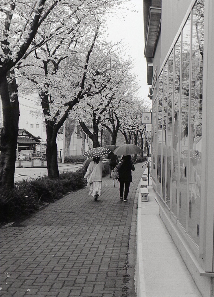 桜と新しい商店街を闊歩する女性たち