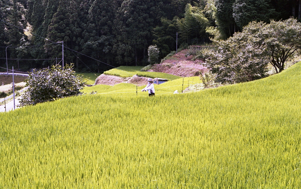 やはり案山子さんでしたか…（笑