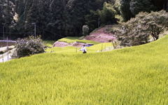 やはり案山子さんでしたか…（笑