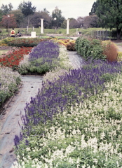 色彩鮮やかな花々の園