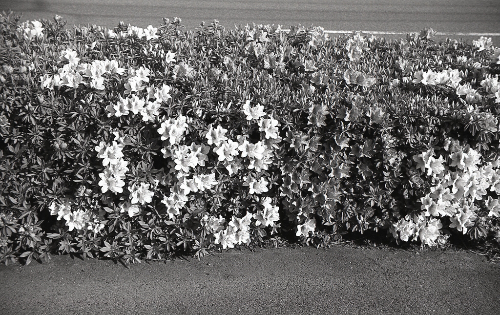 舗道のツツジが綺麗だったよ。