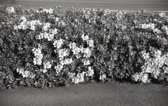 舗道のツツジが綺麗だったよ。