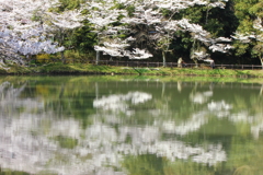 湖面の桜