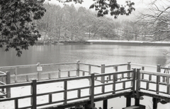 モノクロームな雪の植物園　Ⅲ