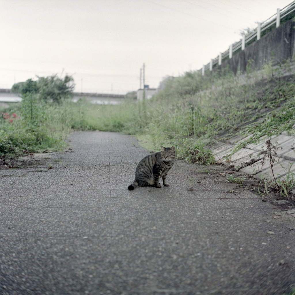 のら猫