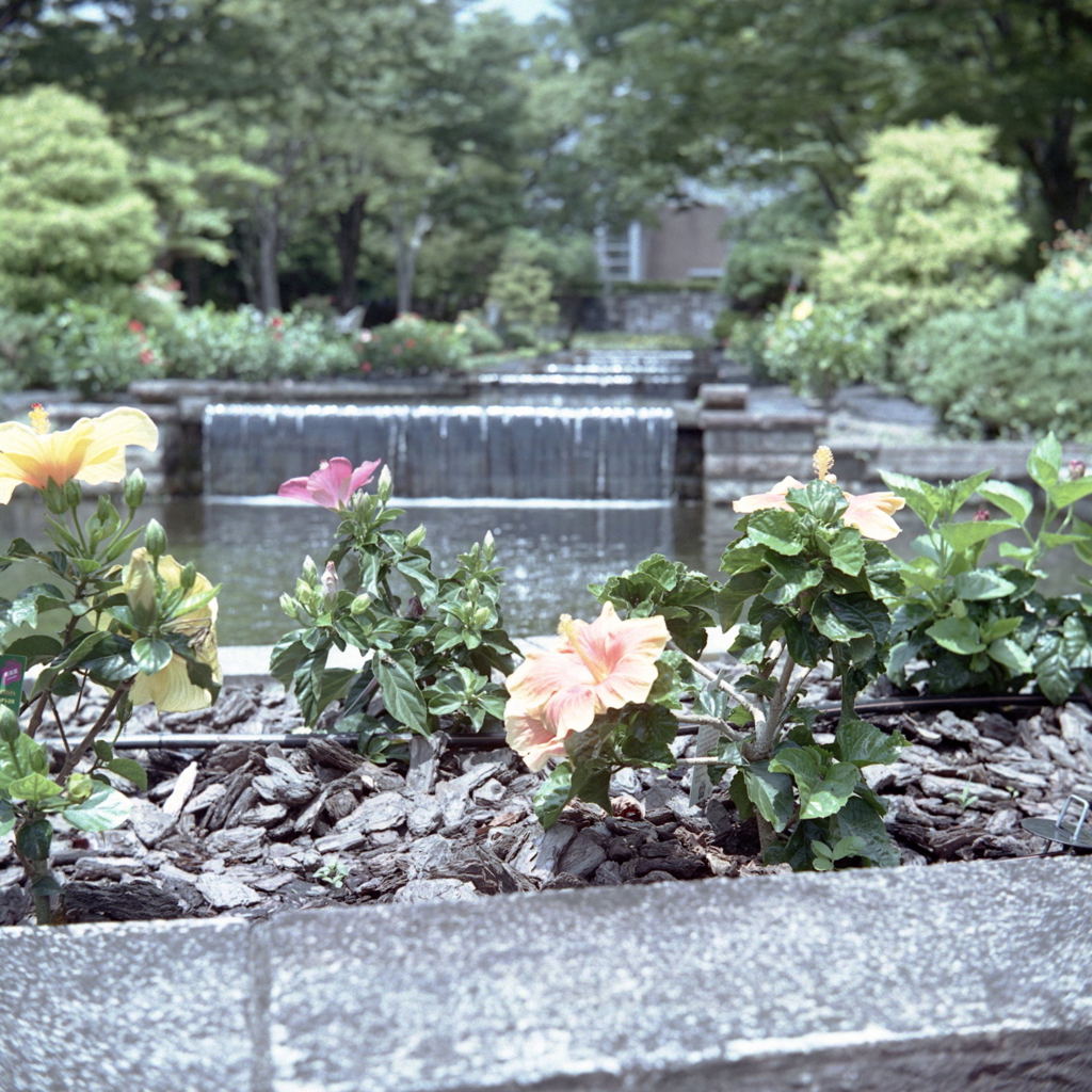 カナールのハイビスカス