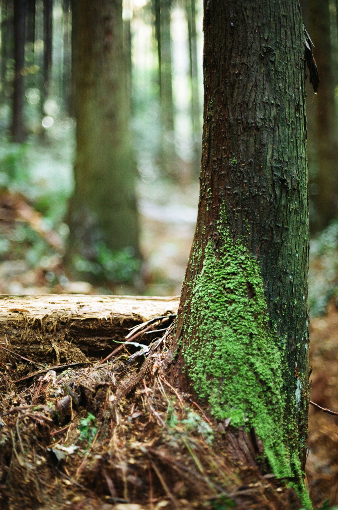 フィルムに魅入られた苔の緑