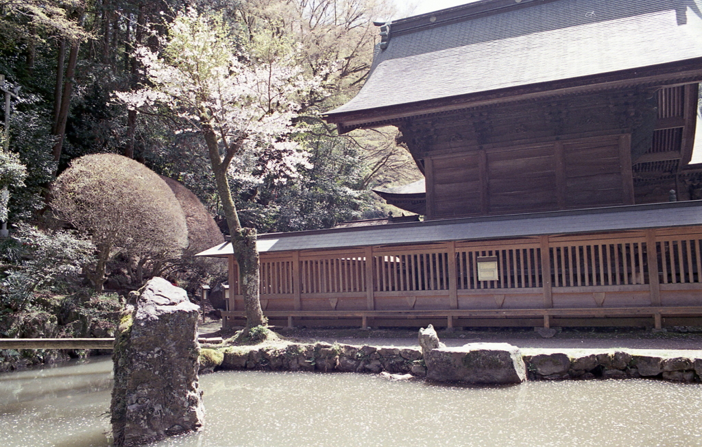 本殿と桜散りばむ池