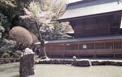 本殿と桜散りばむ池