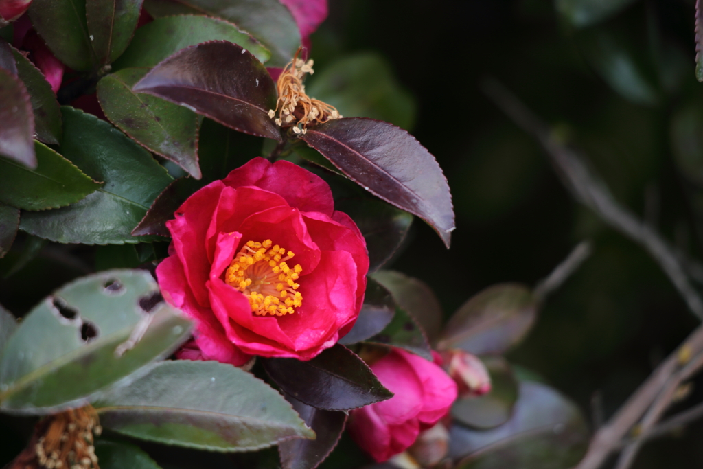 山茶花ですよね？（汗