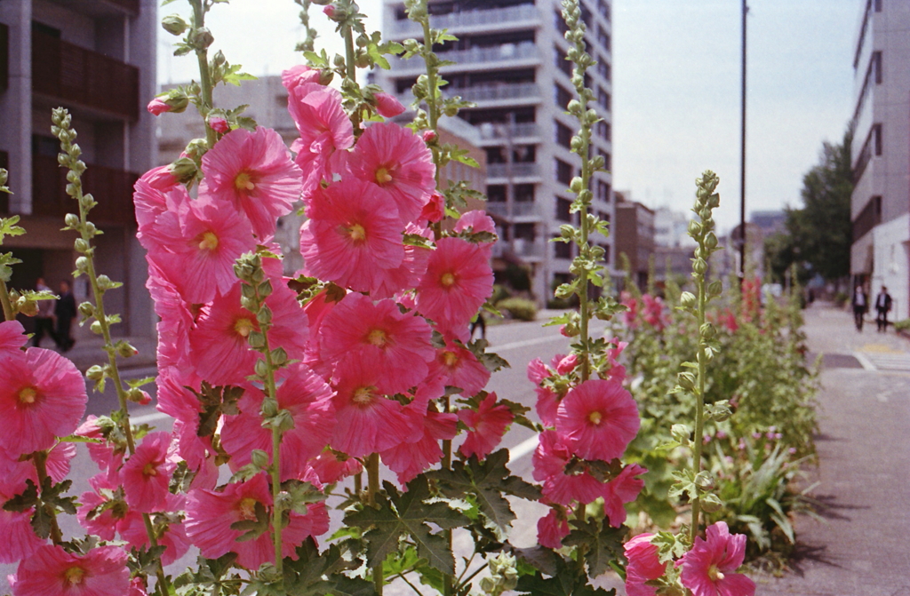 教会前のタチアオイの花