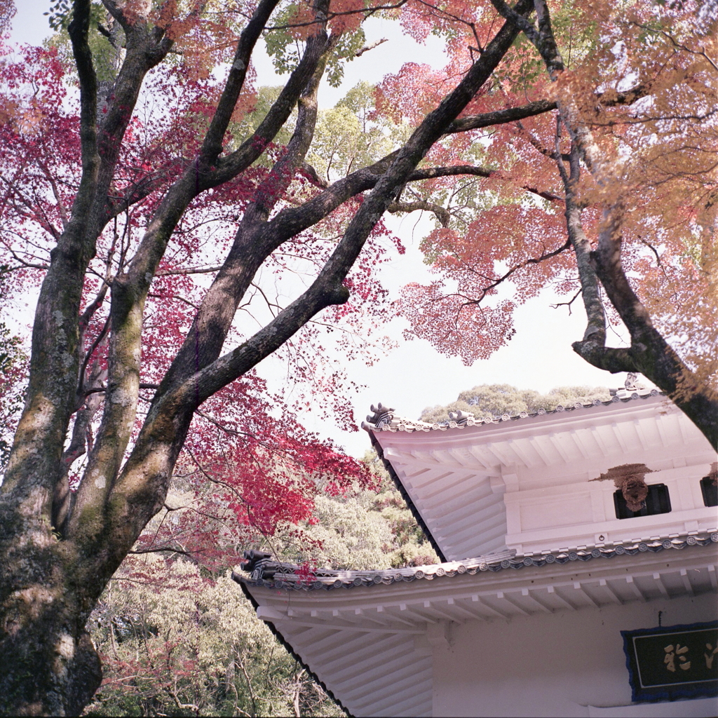 白い経蔵と紅もみじ