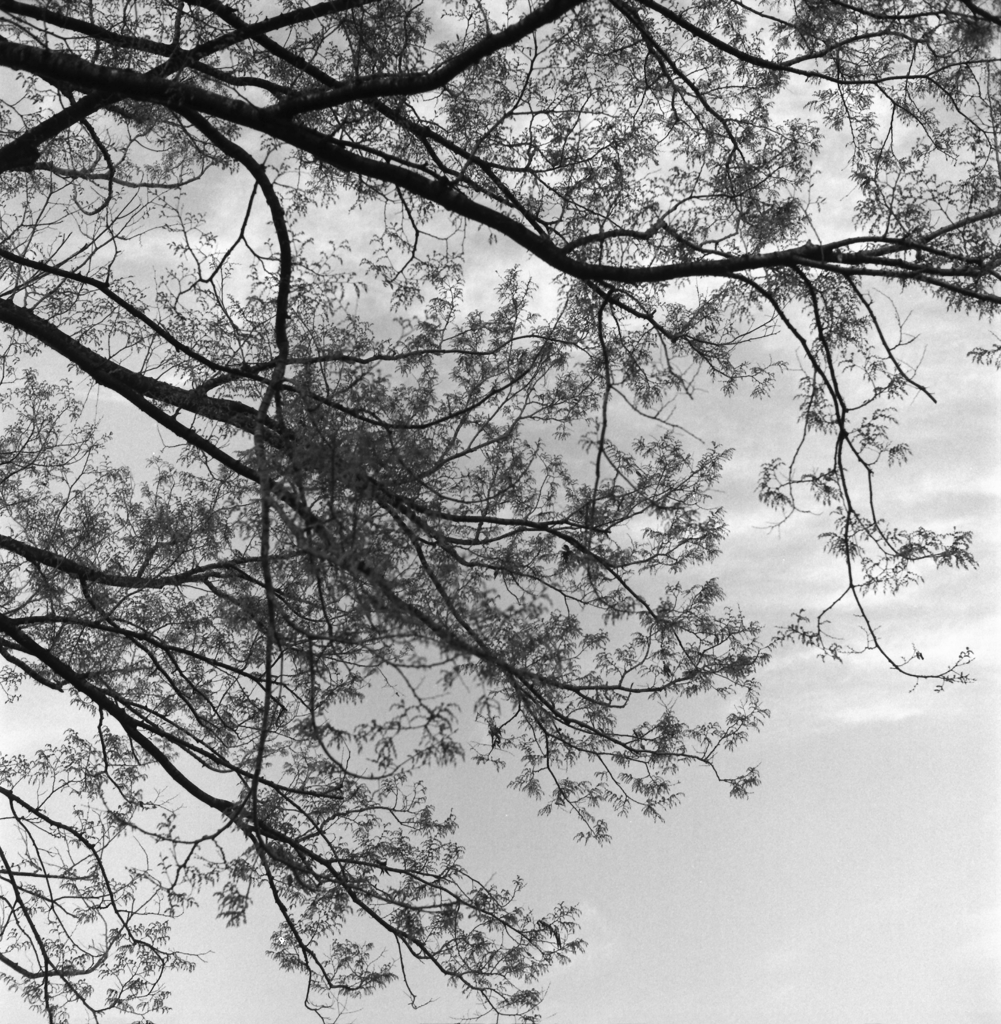 見上げると春木の空　～Kentmere400試写
