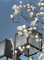 街路灯にモクレンの花　～Ｅ.Zuiko Auto-Ｔ100mm試写