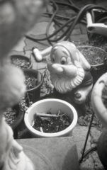 庭の管理人　～モノクロフィルムPSフィルター試写