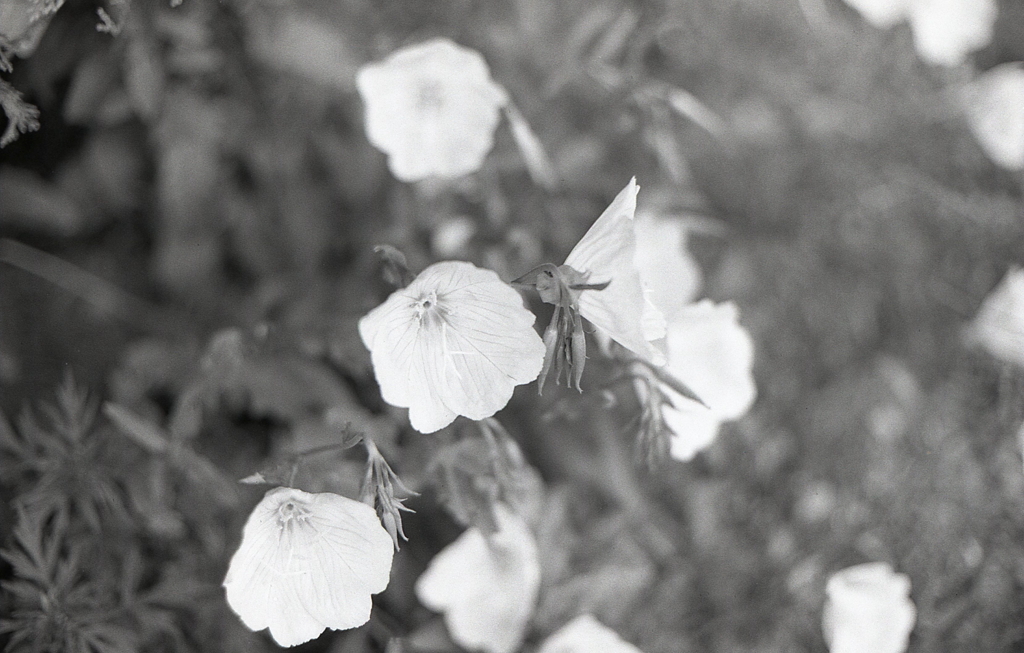 昼咲月見草の季節なんですね。