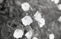 昼咲月見草の季節なんですね。