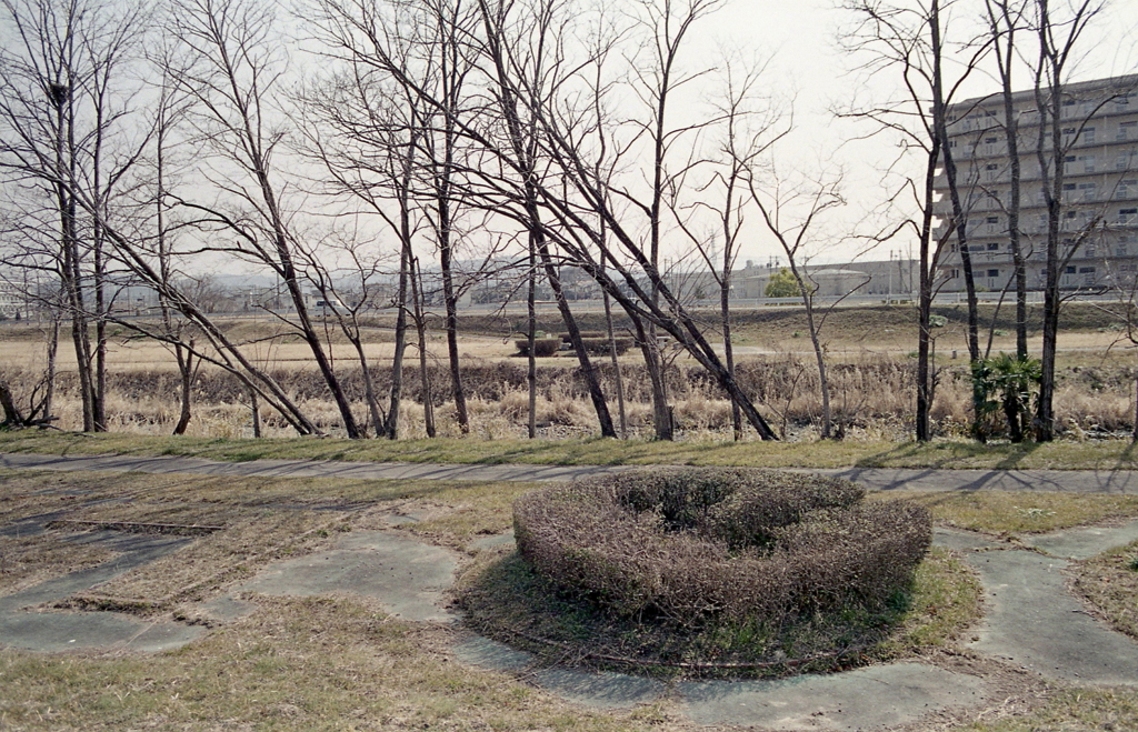 ドーナツと木々