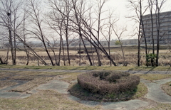 ドーナツと木々