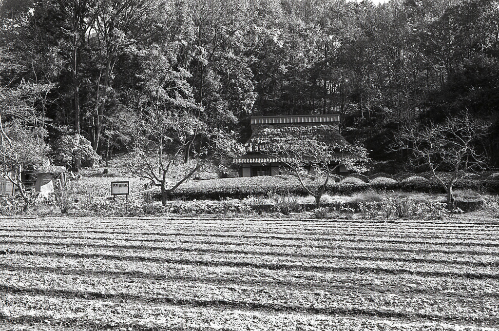 茶畑と藁ぶき屋根