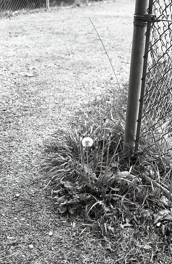 曲がり角のたんぽぽに目をとめ…