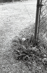 曲がり角のたんぽぽに目をとめ…