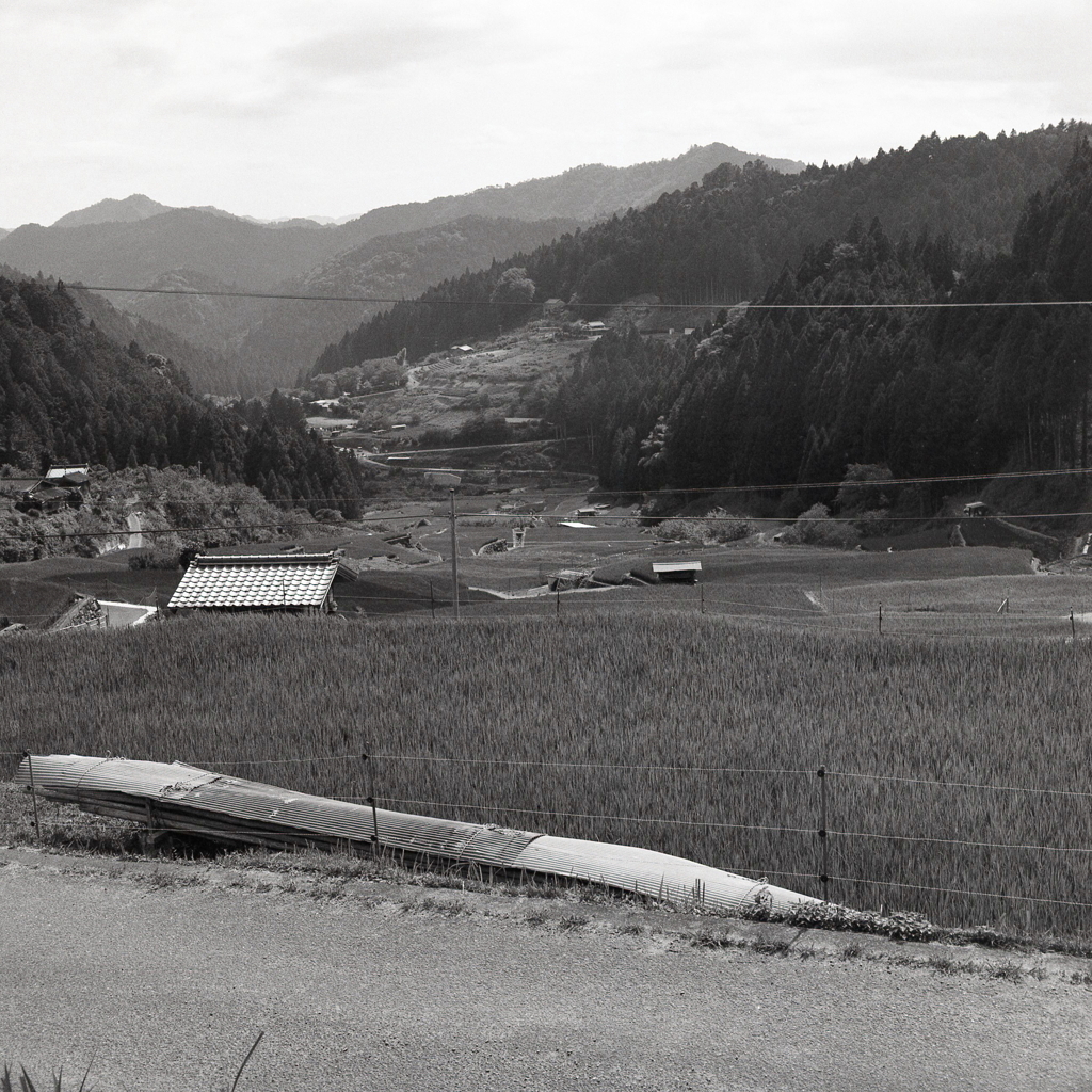 中腹から見下ろす四谷千枚田