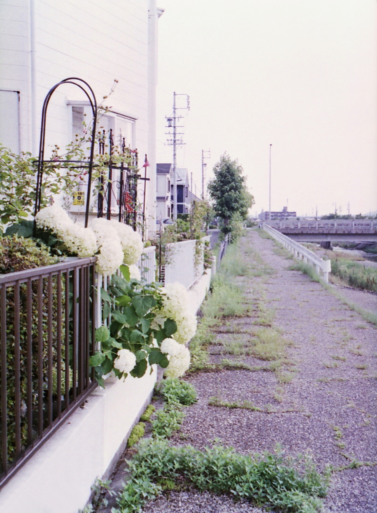 散歩道に飛び出す紫陽花