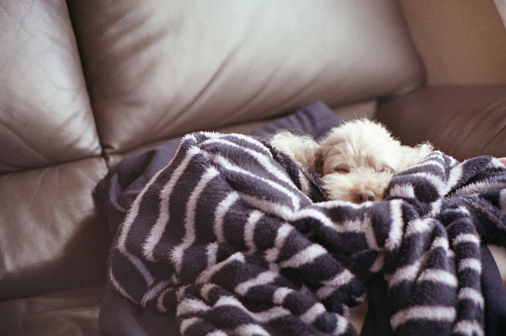 マリのうたた寝　～家撮りフォト