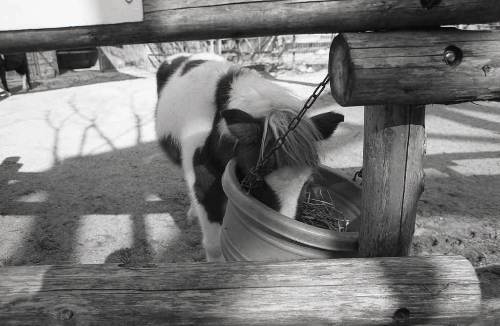 ポニーは食事中