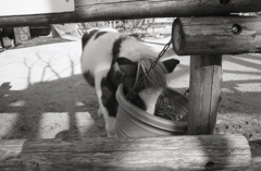 ポニーは食事中