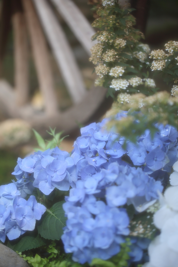 温室の空色　～春日井市都市緑化植物園