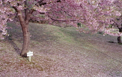 河津桜